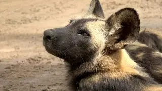African Wild Dogs Hunt