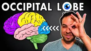 The Occipital Lobe, Visual Cortex - Location and Function