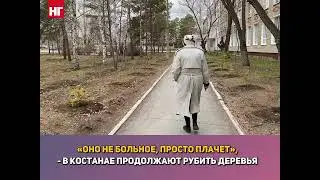В Костанае продолжают рубить деревья.