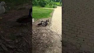 групповое изнасилование...Утки