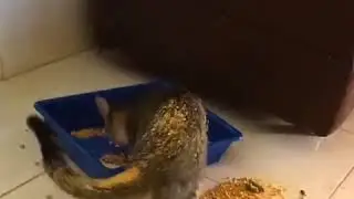 Кожаные ублюдки