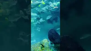 Boston harbor Aquarium