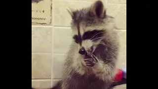 Енот Тема ест варенье и рычит