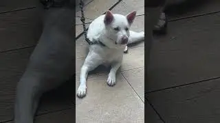 DOG AFTER TAKE A SHOWER #dog #pets #shortvideo