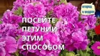 КАК ВЫРАСТИТЬ ПЕТУНИЮ БЕЗ ПРОБЛЕМ.КАК ПРАВИЛЬНО ПОСЕЯТЬ .