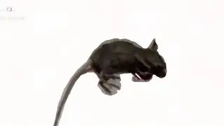 rob the rat2 (official rat video)