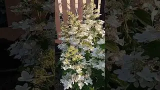 Красавица Конфетти🤍#гортензия#flowers#garden#модныйсад
