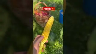 Домик в деревне # урожай# дары леса# сладкая кукуруза# арбуз# виноград изобелла