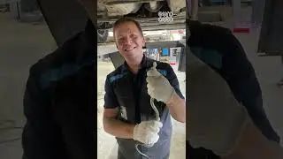 В ЕвроАвто на Домостроительной не только машины спасают, но и зверей😁#shorts