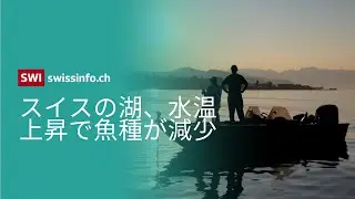 【気候変動の影響】レマン湖の水温上昇が淡水魚に与える深刻なダメージとは？