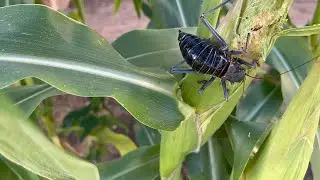 The garden is under attack plus sweet corn harvest!