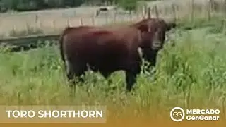 Toro Shorthorn