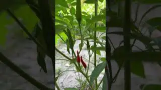 Nhà quê cần gì trồng nấy - Cây ớt nhỏ nhỏ mà quá trời trái luôn 