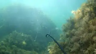 Подводная Сотера