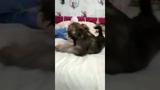 Прикол собака мяукает. Испугался пылесоса