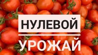 Томаты.Урожай 2024.😫#огород