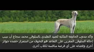 مثير وغريب...سلوقي مغربي محيح ومرونها حصل على تكريم وتقاعد من الولايات المتحدة الأمريكية والسبب..!