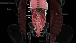 🔍 A Rear View of the Female Organs: Understanding the Anatomy 🔍#anatomy #meded