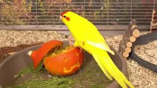 Kakariki - 🎃 Halloween 🎃