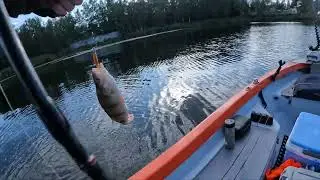 Окунь в Риге.