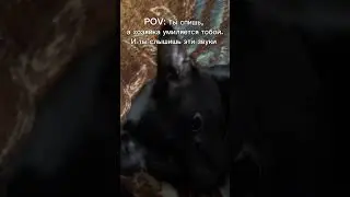 Он всегда слышит это 😁 #котики #котейка #reels #russia #юмор #shorts #cat