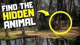 Find the Hidden Animals # 6