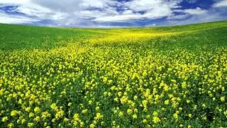 Aerith's Flowers
