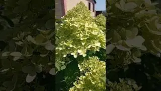Лайм Лайт в начале цветения💚#гортензии#flowers#garden#модныйсад