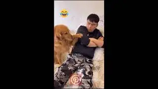 Cute Turtle - Funny and Cute Cat & Dog & Monkey Videos Compilation