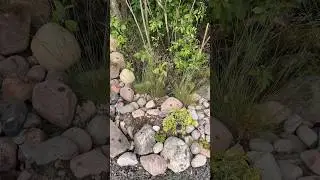 Сад с нуля 🪴🏠🌲 часть 2 #аннажаки #карелия #дача #макжак