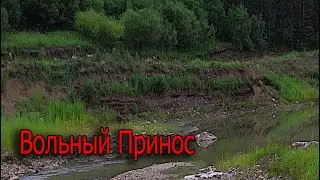 Вольный принос. Разведка участка