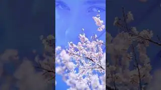 Bach Sonata 3 in E major BWV 1016 I.Adagio 
