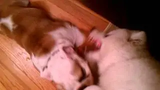 Lexi the Samoyed vs Stella part 3