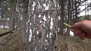 За капелькой здоровья!!!  березовый сок, мой метод сбора, польза березового сока. ВЕСНА!!! 