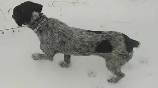 Что должен уметь молодой дратхаар часть 1