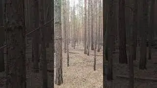 Живу в лесу | густой лес полон чудес
