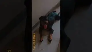 Red eys 👀 #rottweiler #tranding #dogsofig  #doglife #youtubevideos #shortindia #shorts #ytshort