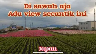 Lagi jalan tiba-tiba lihat yang menyolok di tengah sawah di Jepang