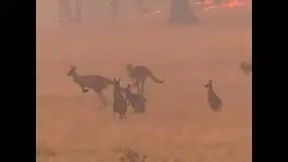SAVE ANIMALS AND SAVE WORLD