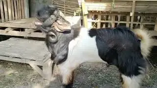 KAMBING BESAR BIG GOAT YANG MEMPESONA COCOK BUAT PACEK | BREEDING GOAT