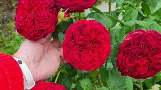 На даче. Дожди, дожди. Мой сад 19 июля. Без всяких прекрас).