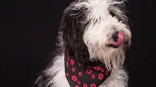 Pet Photos Plus Ad
