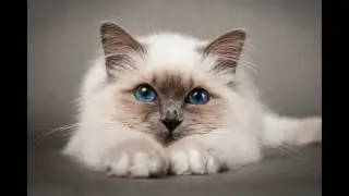 мурлыкающее слайдшоу