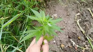 VID 20180624 150628