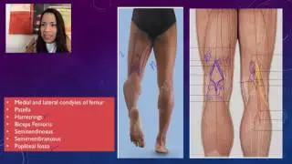 5. Surface Anatomy