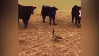 Brave duck - to static brake