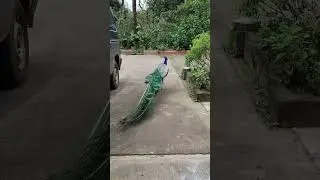 Beautiful Indian Peafowl #peacock #birds