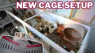 My Hamster's NEW Cage Setup