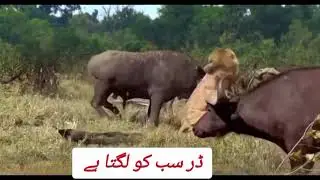 Everyone feels fear and fear wins||buffalo attack lion