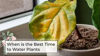 When is the best time to water plants